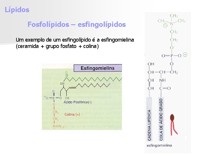 Lípidos Fosfolípidos – esfingolípidos Um exemplo de um esfingolípido é a esfingomielina (ceramida +
