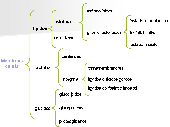 esfingolípidos fosfatidilserina fosfatidiletanolamina fosfolípidos glicerolfosfolípidos colesterol fosfatidilcolina fosfatidilinositol Membrana celular periféricas proteínas transmembranares integrais