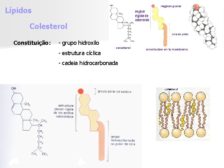 Lípidos Colesterol Constituição: - grupo hidroxilo - estrutura cíclica - cadeia hidrocarbonada 