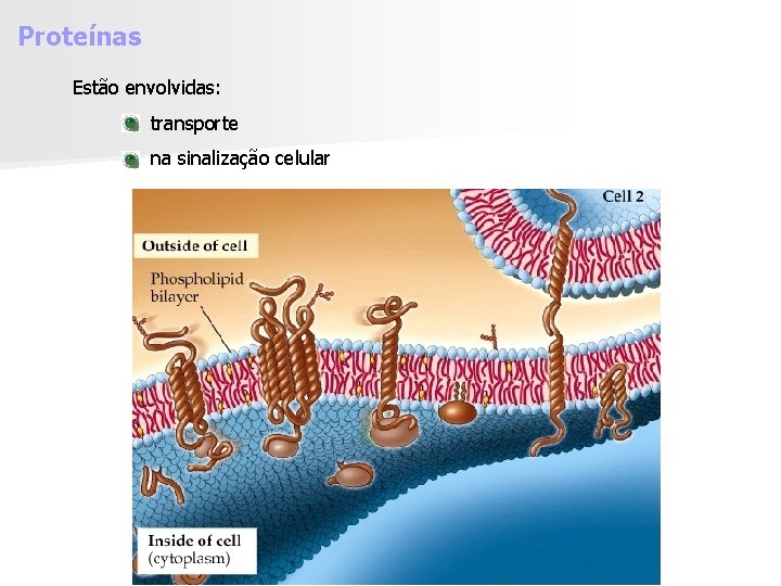 Proteínas Estão envolvidas: transporte na sinalização celular 