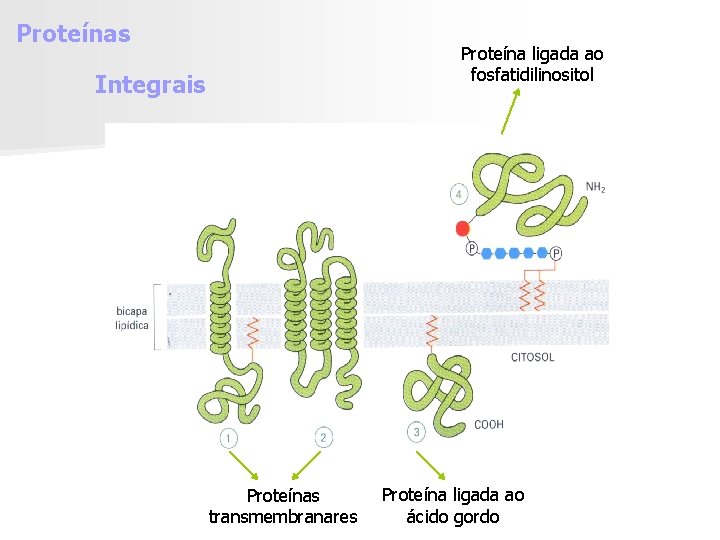 Proteínas Proteína ligada ao fosfatidilinositol Integrais Proteínas transmembranares Proteína ligada ao ácido gordo 