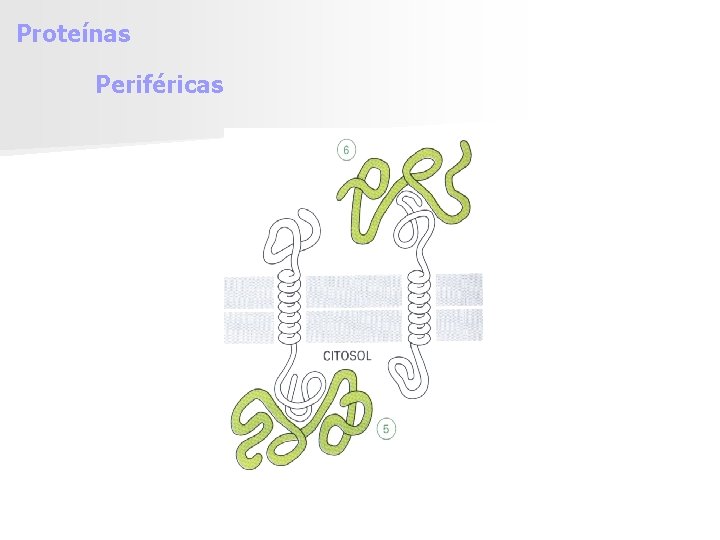 Proteínas Periféricas 