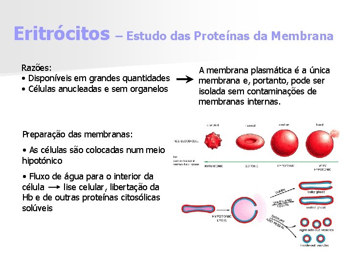 Eritrócitos – Estudo das Proteínas da Membrana Razões: • Disponíveis em grandes quantidades •