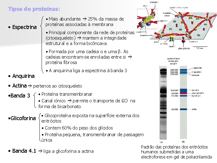Tipos de proteínas: • Espectrina • Mais abundante 25% da massa de proteínas associadas