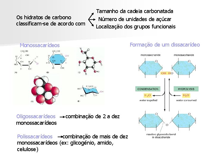 Os hidratos de carbono classificam-se de acordo com Tamanho da cadeia carbonatada Número de