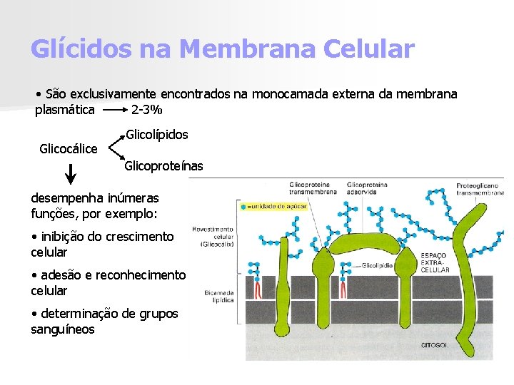 Glícidos na Membrana Celular • São exclusivamente encontrados na monocamada externa da membrana plasmática