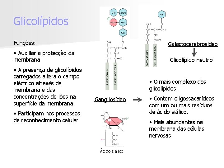 Glicolípidos Funções: Galactocerebrosídeo • Auxiliar a protecção da membrana • A presença de glicolípidos