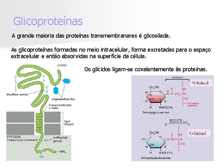 Glicoproteínas A grande maioria das proteínas transmembranares é glicosilada. As glicoproteínas formadas no meio