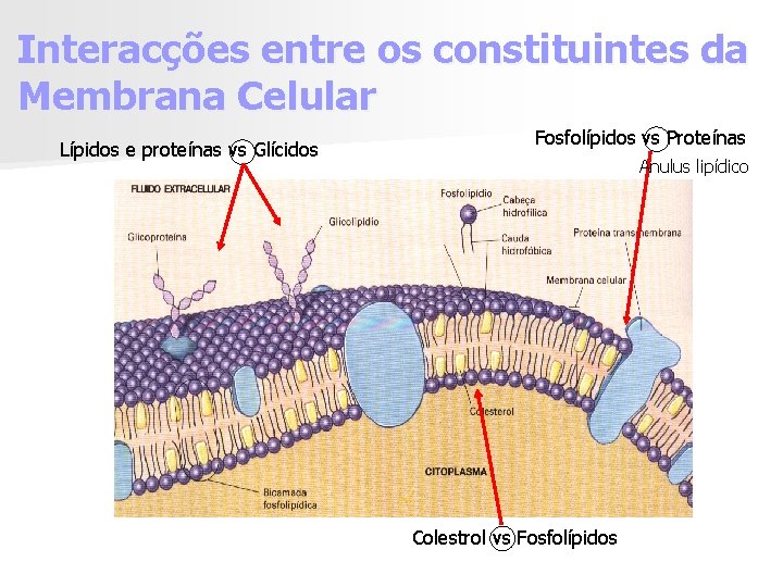 Interacções entre os constituintes da Membrana Celular Lípidos e proteínas vs Glícidos Fosfolípidos vs