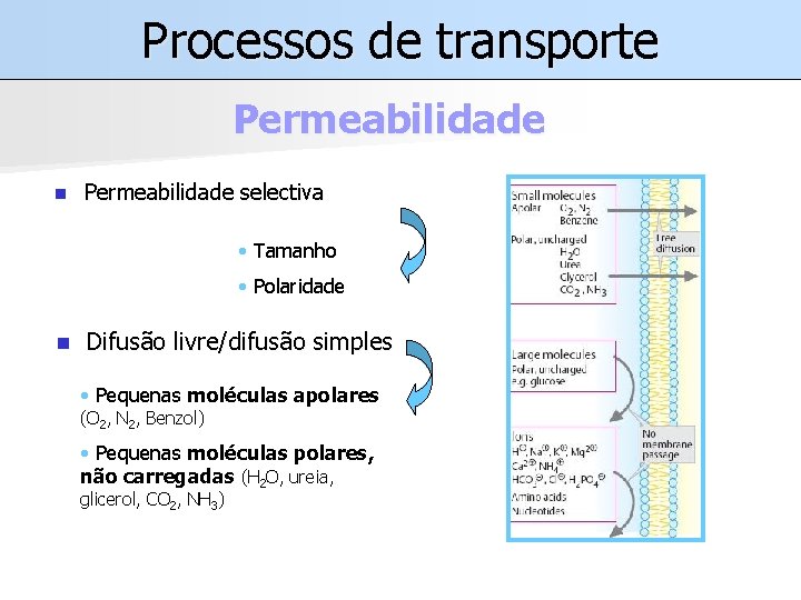 Processos de transporte Permeabilidade n Permeabilidade selectiva • Tamanho • Polaridade n Difusão livre/difusão