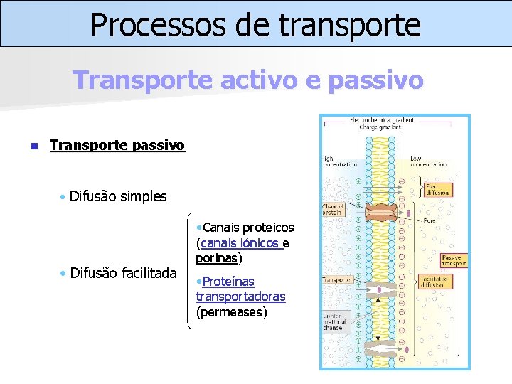 Processos de transporte Transporte activo e passivo n Transporte passivo • Difusão simples •