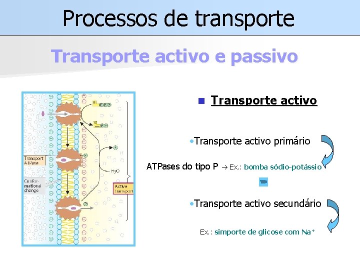 Processos de transporte Transporte activo e passivo n Transporte activo • Transporte activo primário