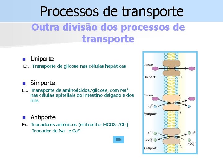 Processos de transporte Outra divisão dos processos de transporte n Uniporte Ex. : Transporte