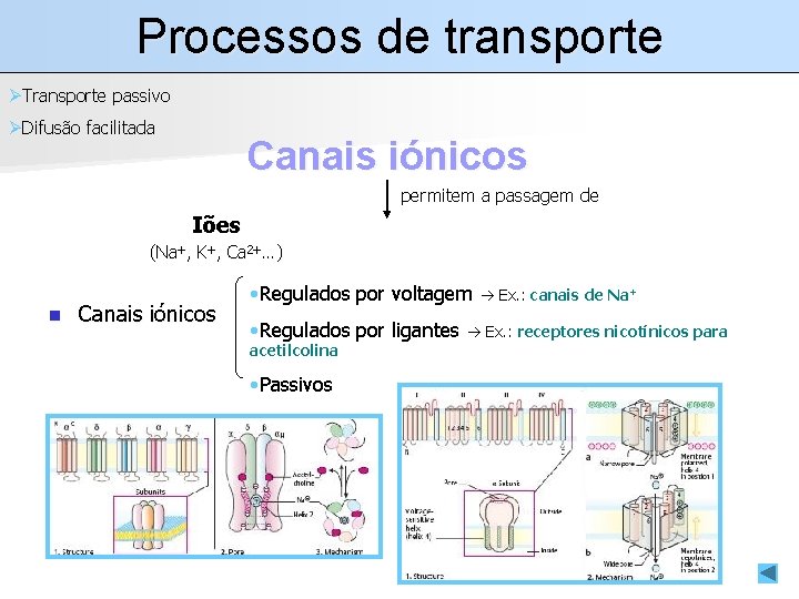Processos de transporte ØTransporte passivo ØDifusão facilitada Canais iónicos permitem a passagem de Iões