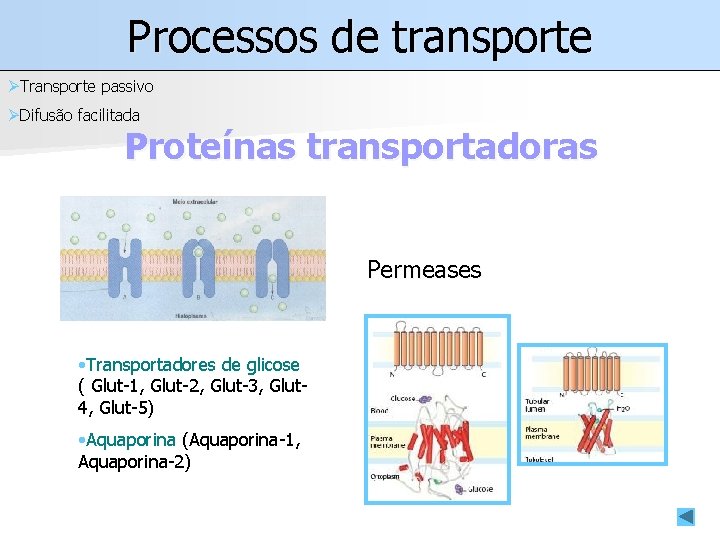 Processos de transporte ØTransporte passivo ØDifusão facilitada Proteínas transportadoras Permeases • Transportadores de glicose