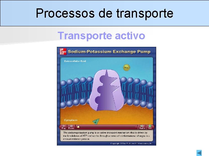 Processos de transporte Transporte activo 