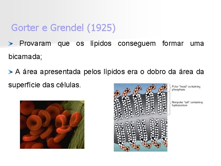 Gorter e Grendel (1925) Provaram que os lípidos conseguem formar uma bicamada; A área