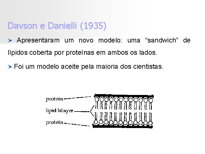 Davson e Danielli (1935) Apresentaram um novo modelo: uma “sandwich” de lípidos coberta por