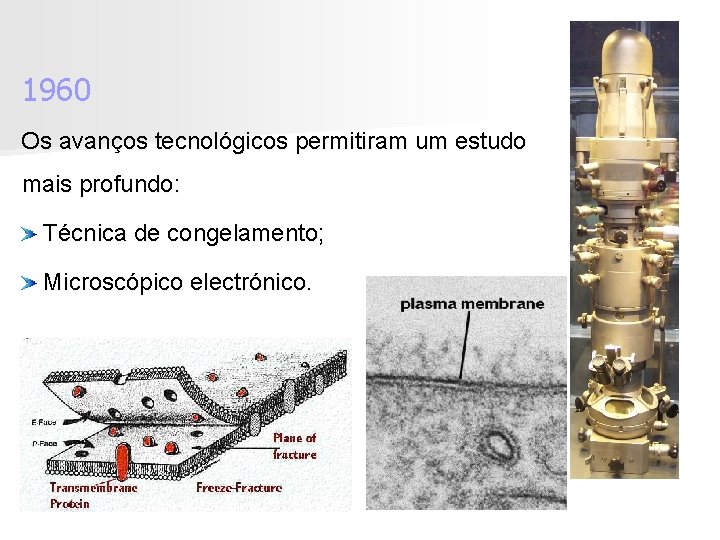 1960 Os avanços tecnológicos permitiram um estudo mais profundo: Técnica de congelamento; Microscópico electrónico.