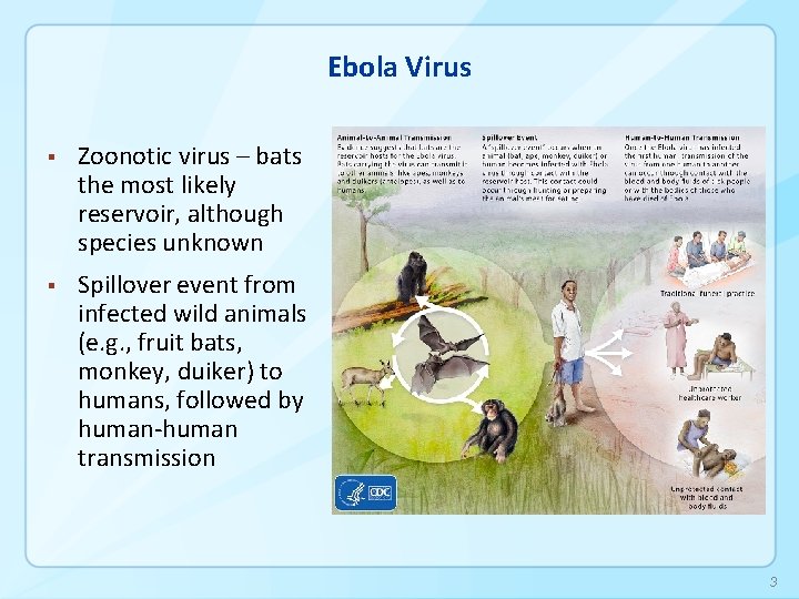 Ebola Virus § Zoonotic virus – bats the most likely reservoir, although species unknown