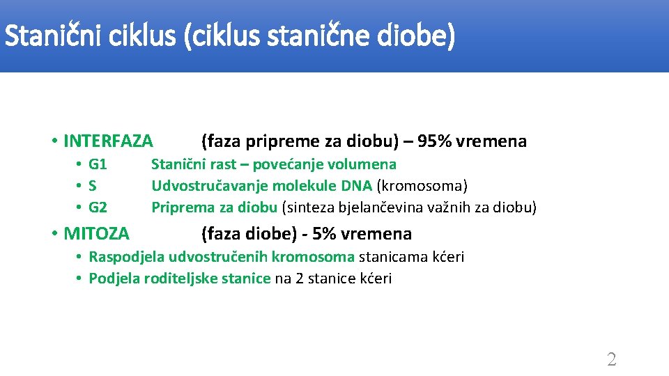 Stanični ciklus (ciklus stanične diobe) • INTERFAZA • G 1 • S • G