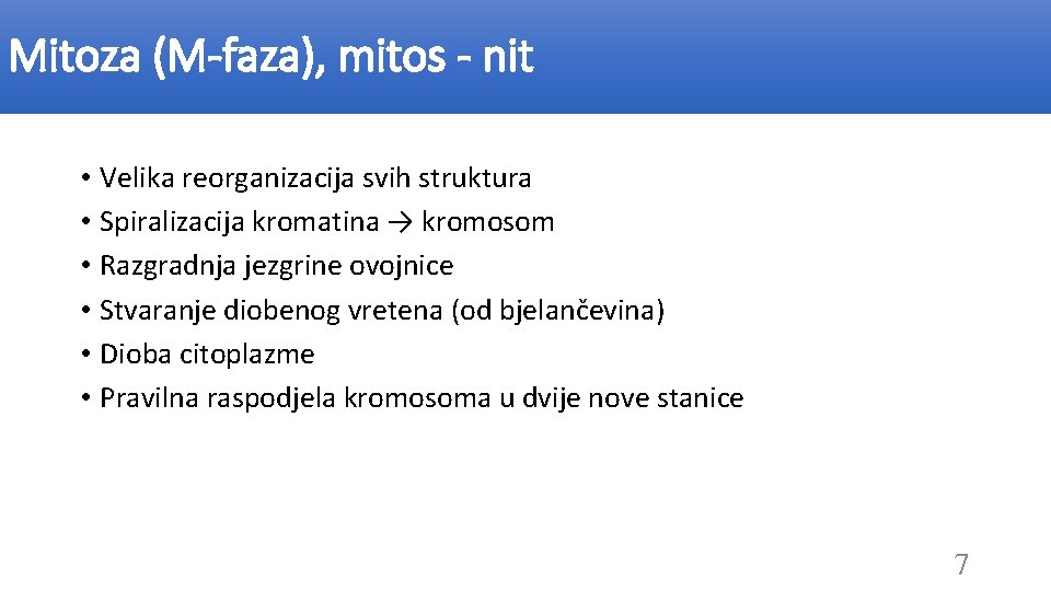 Mitoza (M-faza), mitos - nit • Velika reorganizacija svih struktura • Spiralizacija kromatina →