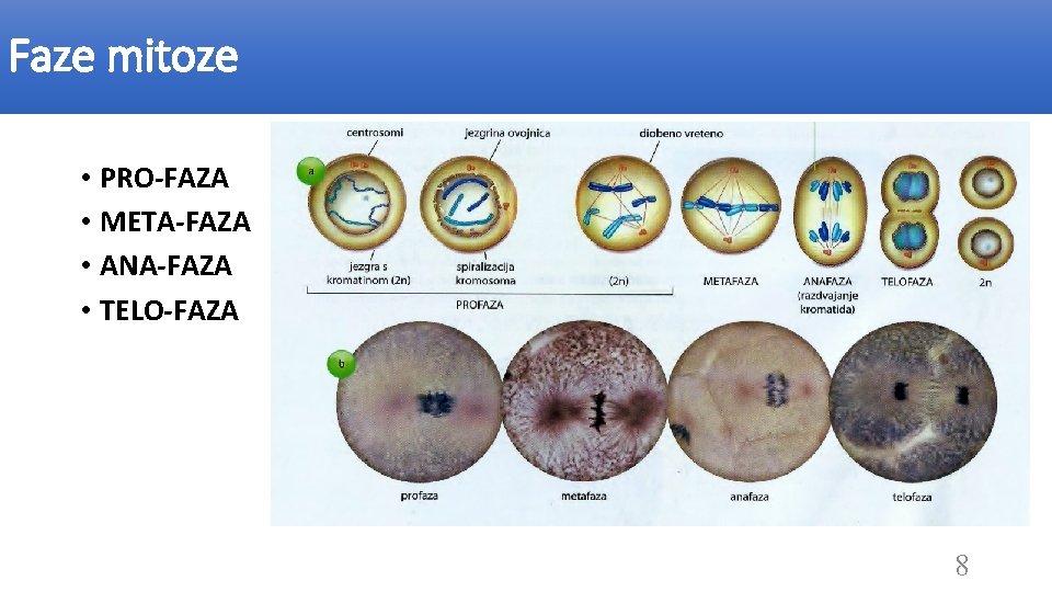 Faze mitoze • PRO-FAZA • META-FAZA • ANA-FAZA • TELO-FAZA 8 