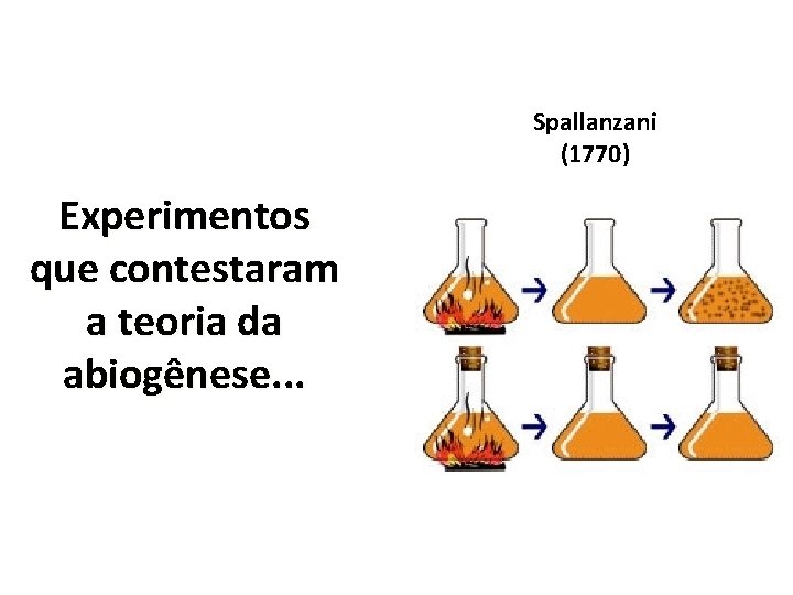 Spallanzani (1770) Experimentos que contestaram a teoria da abiogênese. . . 