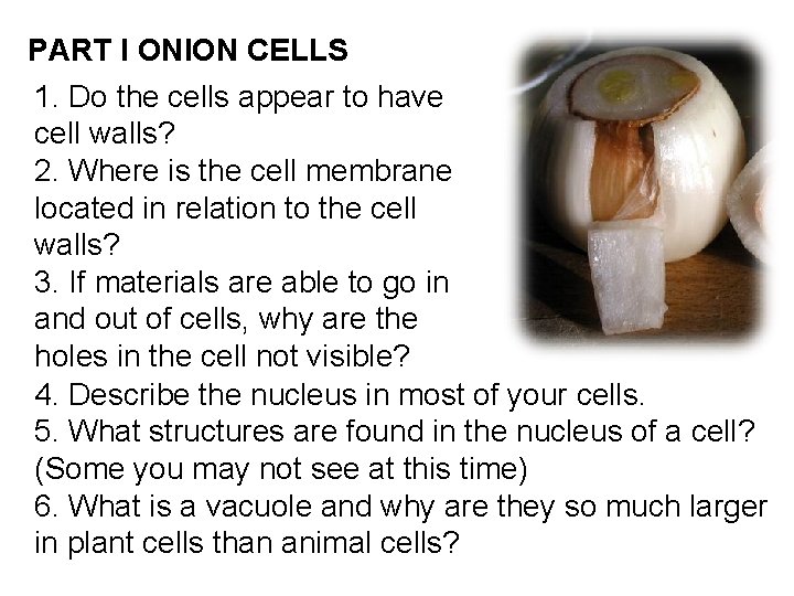 PART I ONION CELLS 1. Do the cells appear to have cell walls? 2.