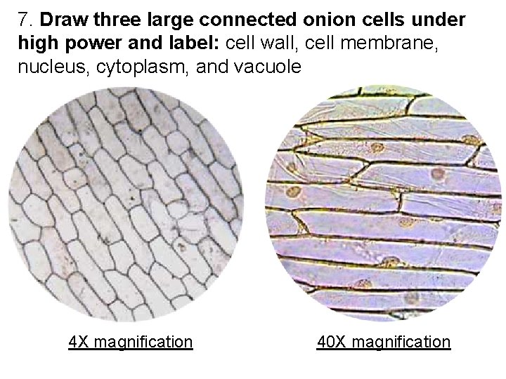 7. Draw three large connected onion cells under high power and label: cell wall,