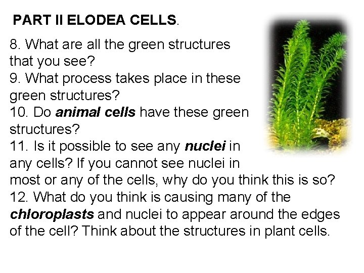 PART II ELODEA CELLS. 8. What are all the green structures that you see?