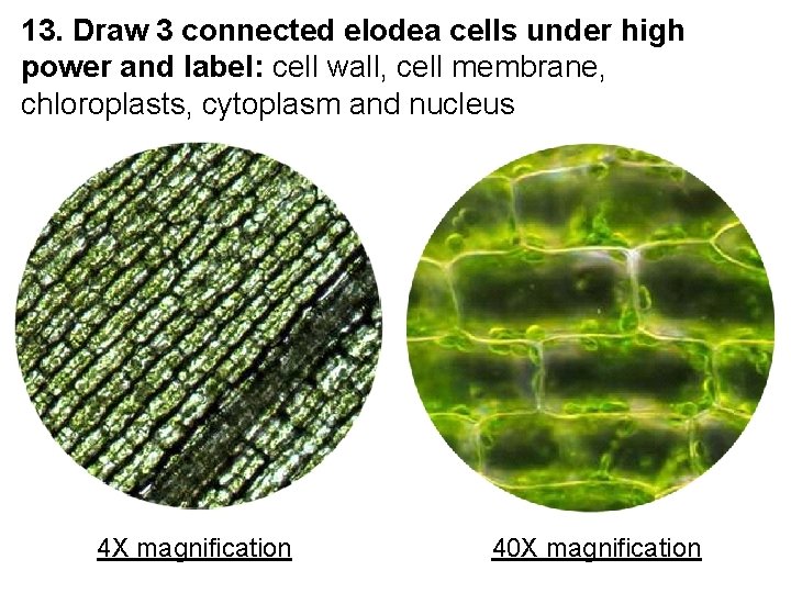 13. Draw 3 connected elodea cells under high power and label: cell wall, cell