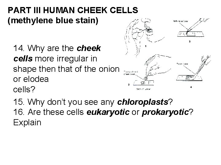 PART III HUMAN CHEEK CELLS (methylene blue stain) 14. Why are the cheek cells