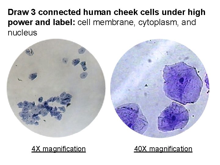 Draw 3 connected human cheek cells under high power and label: cell membrane, cytoplasm,