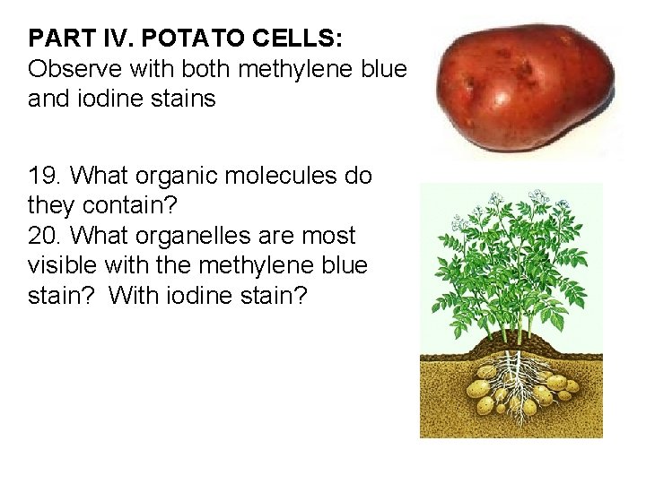 PART IV. POTATO CELLS: Observe with both methylene blue and iodine stains 19. What