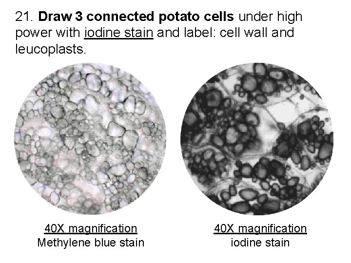 21. Draw 3 connected potato cells under high power with iodine stain and label: