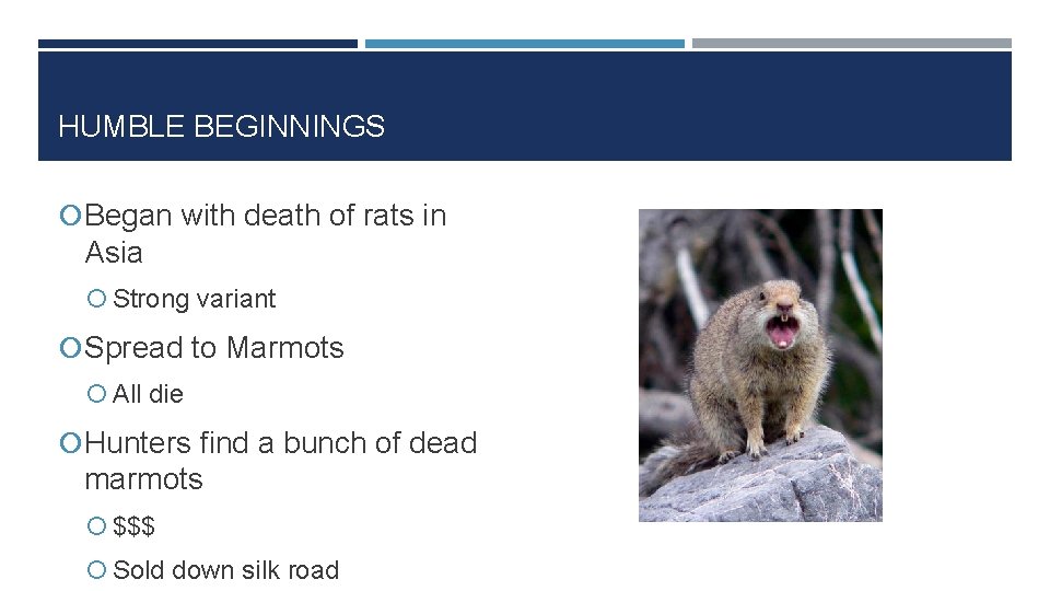 HUMBLE BEGINNINGS Began with death of rats in Asia Strong variant Spread to Marmots