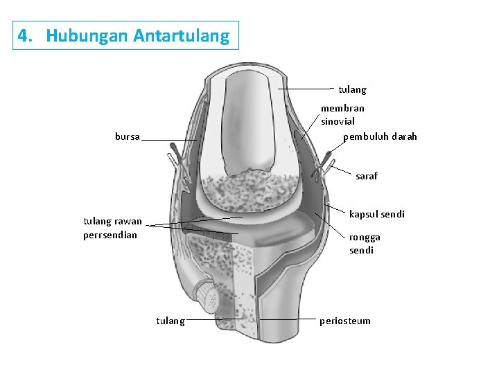 4. Hubungan Antartulang membran sinovial pembuluh darah bursa saraf kapsul sendi tulang rawan perrsendian