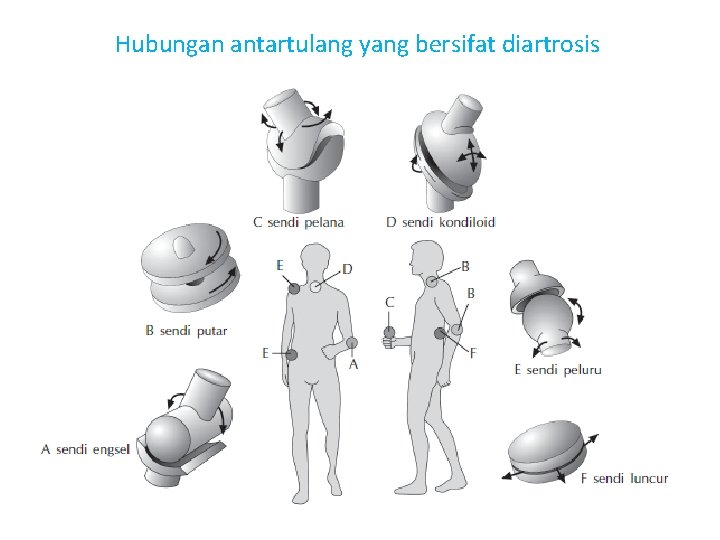 Hubungan antartulang yang bersifat diartrosis v 