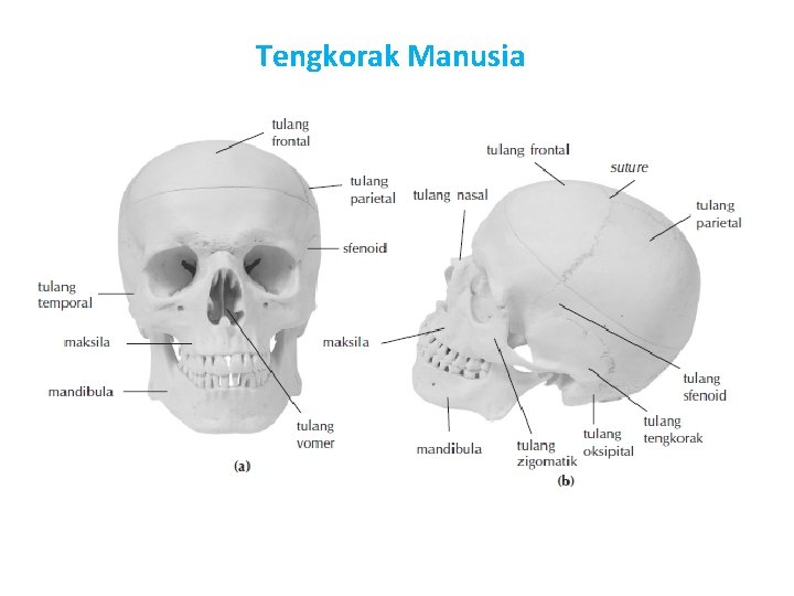 Tengkorak Manusia 