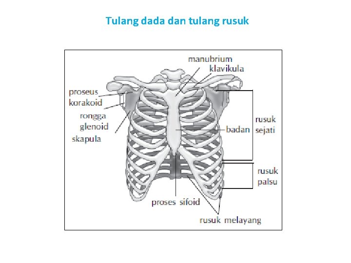 Tulang dada dan tulang rusuk 