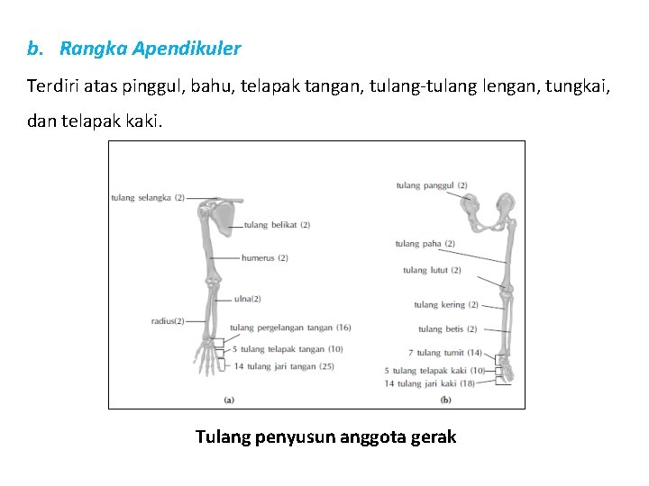 b. Rangka Apendikuler Terdiri atas pinggul, bahu, telapak tangan, tulang-tulang lengan, tungkai, dan telapak