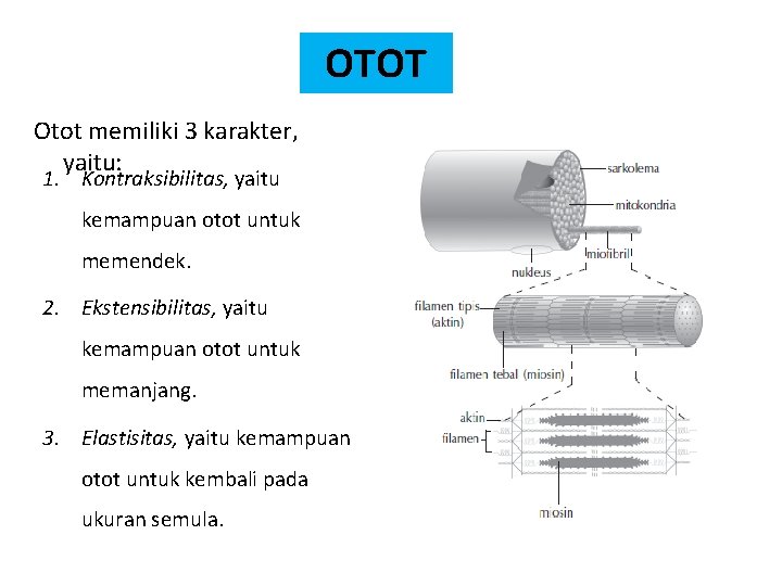 OTOT Otot memiliki 3 karakter, yaitu: 1. Kontraksibilitas, yaitu kemampuan otot untuk memendek. 2.