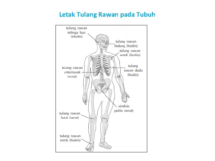 Letak Tulang Rawan pada Tubuh 