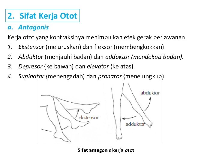 2. Sifat Kerja Otot a. Antagonis Kerja otot yang kontraksinya menimbulkan efek gerak berlawanan.