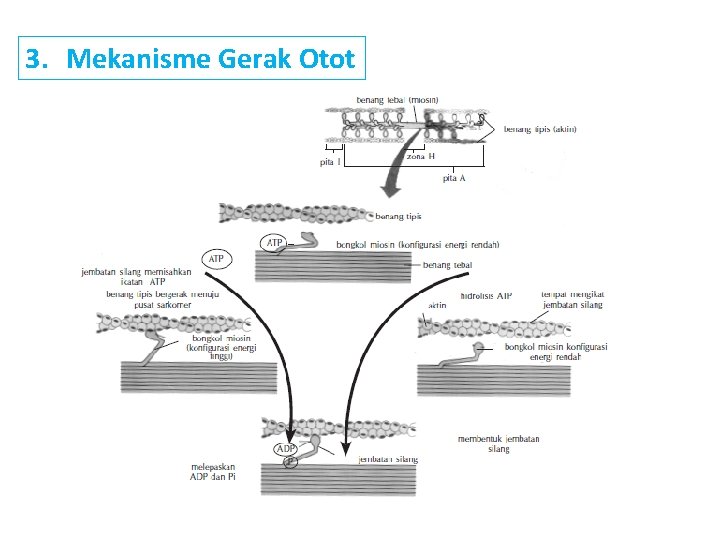 3. Mekanisme Gerak Otot 