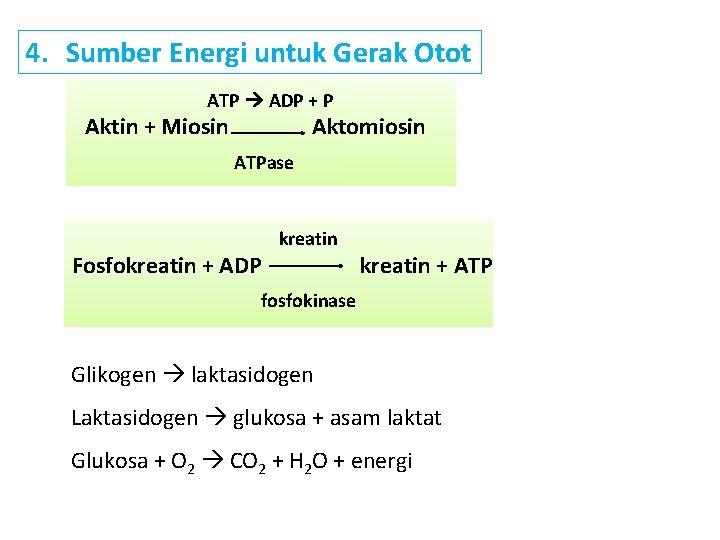 4. Sumber Energi untuk Gerak Otot ATP ADP + P Aktin + Miosin Aktomiosin