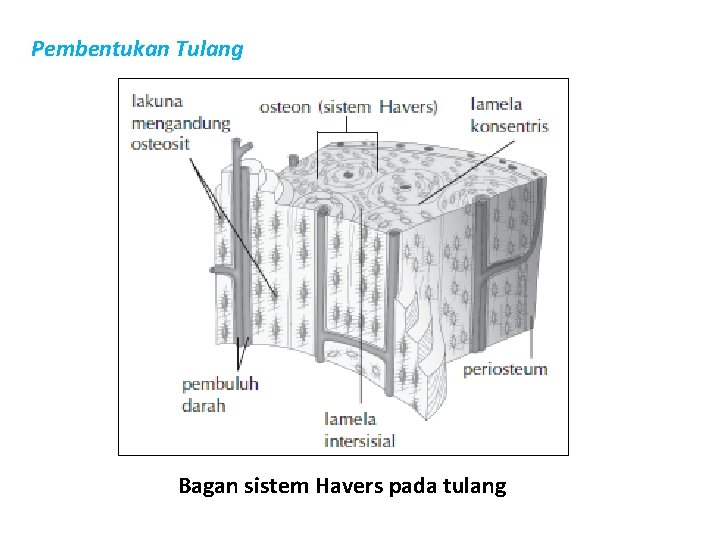 Pembentukan Tulang Bagan sistem Havers pada tulang 