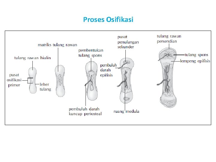 Proses Osifikasi 