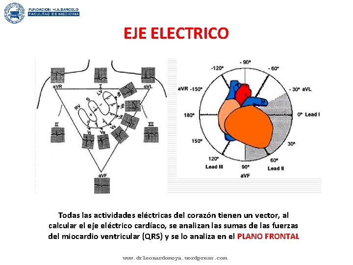 EJE ELECTRICO Todas las actividades eléctricas del corazón tienen un vector, al calcular el